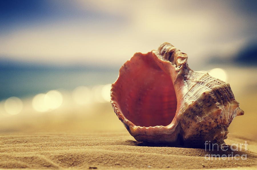 	Seashell in the sand  Photograph by Jelena Jovanovic
