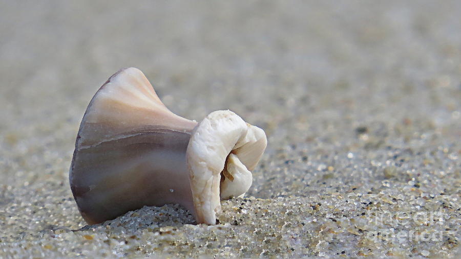 Seashell Photograph by Janice Drew
