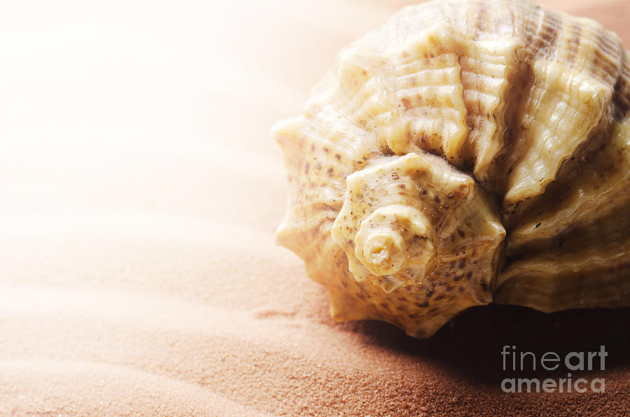Seashell Photograph by Jelena Jovanovic