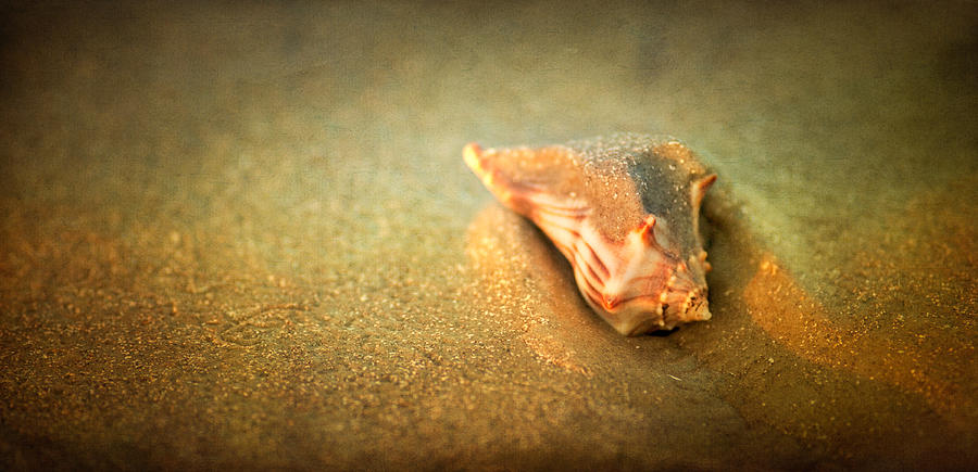 Seashell Photograph by Joye Ardyn Durham