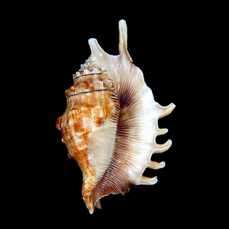 Nature Photograph - Seashell Lambis Digitata by Jennie Marie Schell