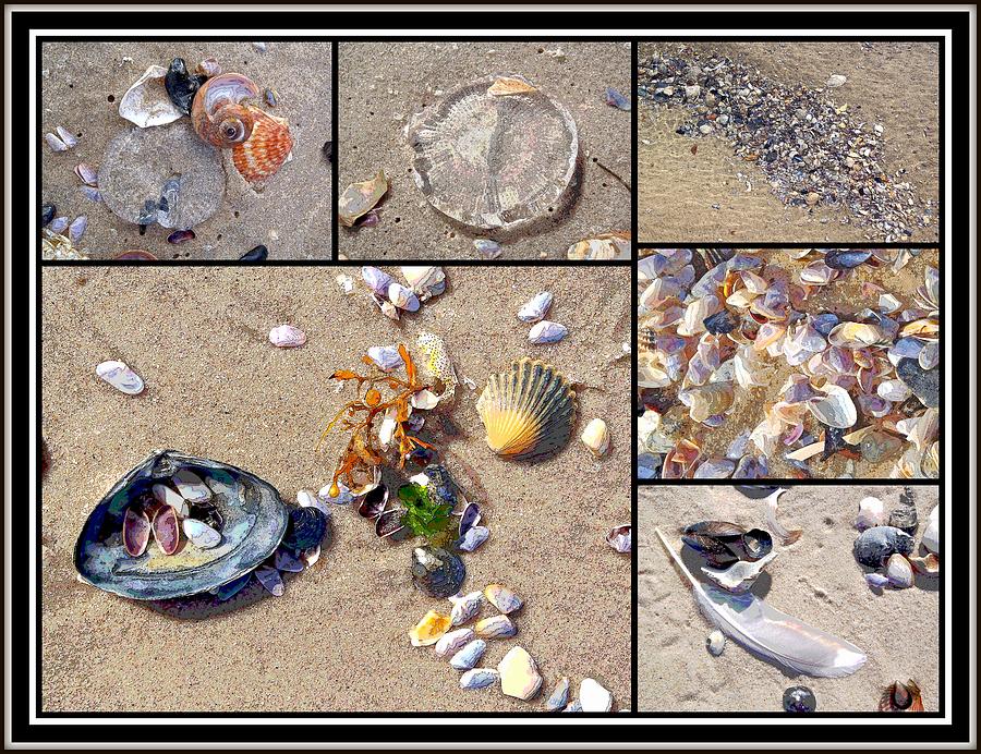 Seashell Montage - Island Beach State Park - NJ - USA Photograph by Carol Senske