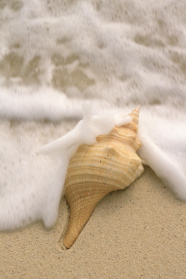 Seashell on beach as tide comes in Photograph by Comstock