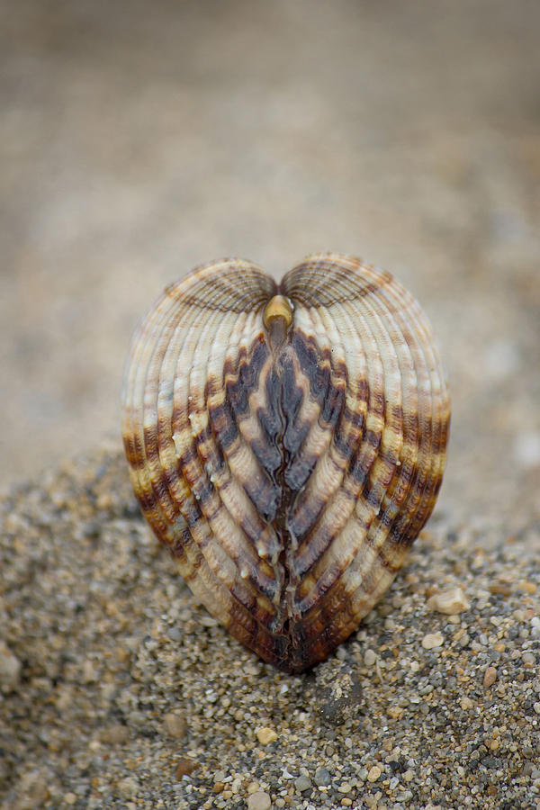Seashell on brown beach sand background Photograph by Brch Photography