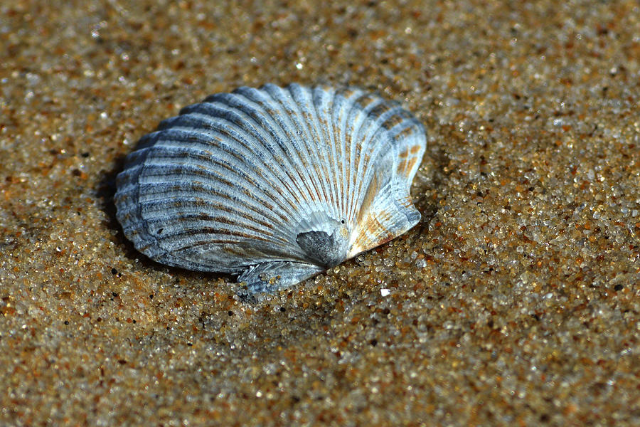 Seashell on the Beach Photograph by Bill Swartwout