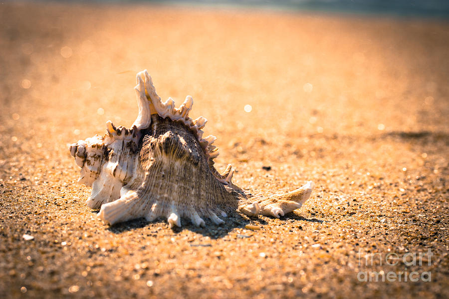 Nature Photograph - Seashell On The Beach by Tom Gari Gallery-Three-Photography