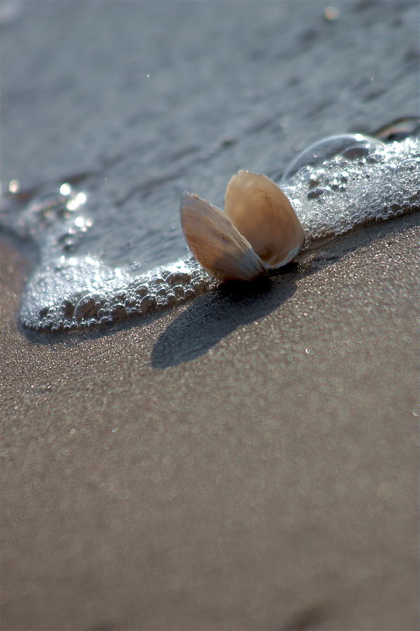 Seashell On The Coast With Wave Photograph by Raimond Klavins