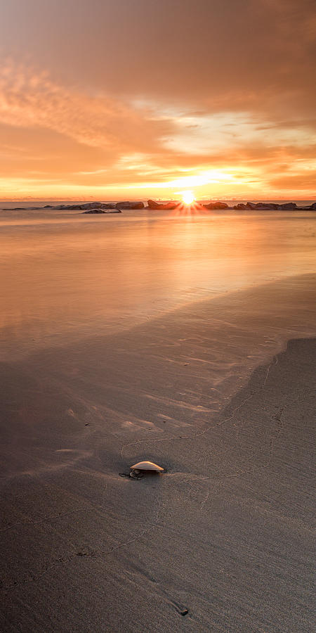 Seashell On The Shore At Sunrise Photograph by Jeff Sinon
