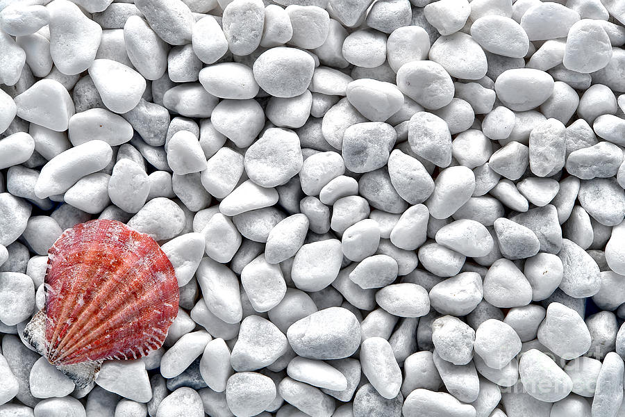Shell Photograph - Seashell on White Pebbles by Olivier Le Queinec