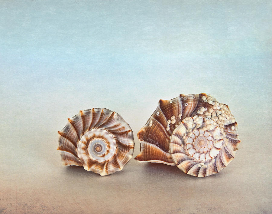 Seashell Patterns Photograph by David and Carol Kelly