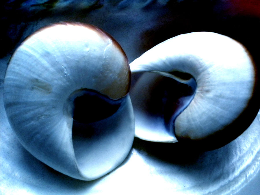 Shell Photograph - Seashell Rest by Colette V Hera Guggenheim