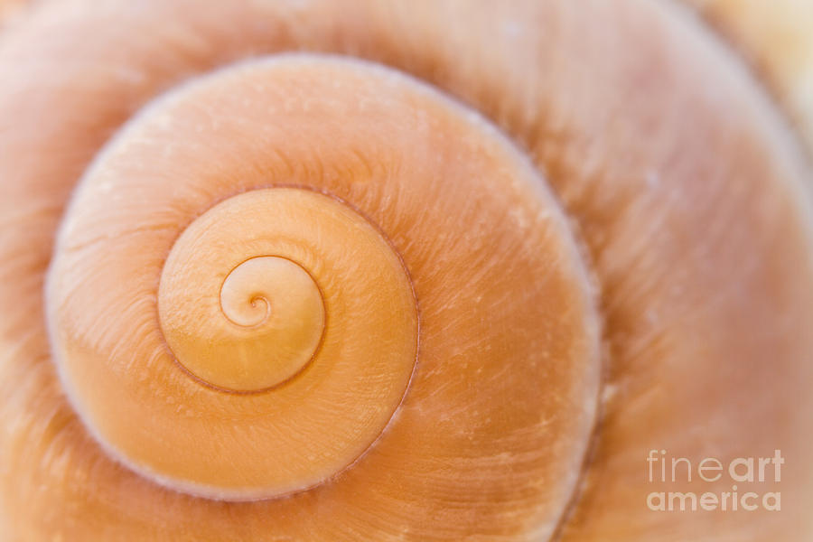 Seashell Spiral Close-up Photograph by Dawna Moore Photography