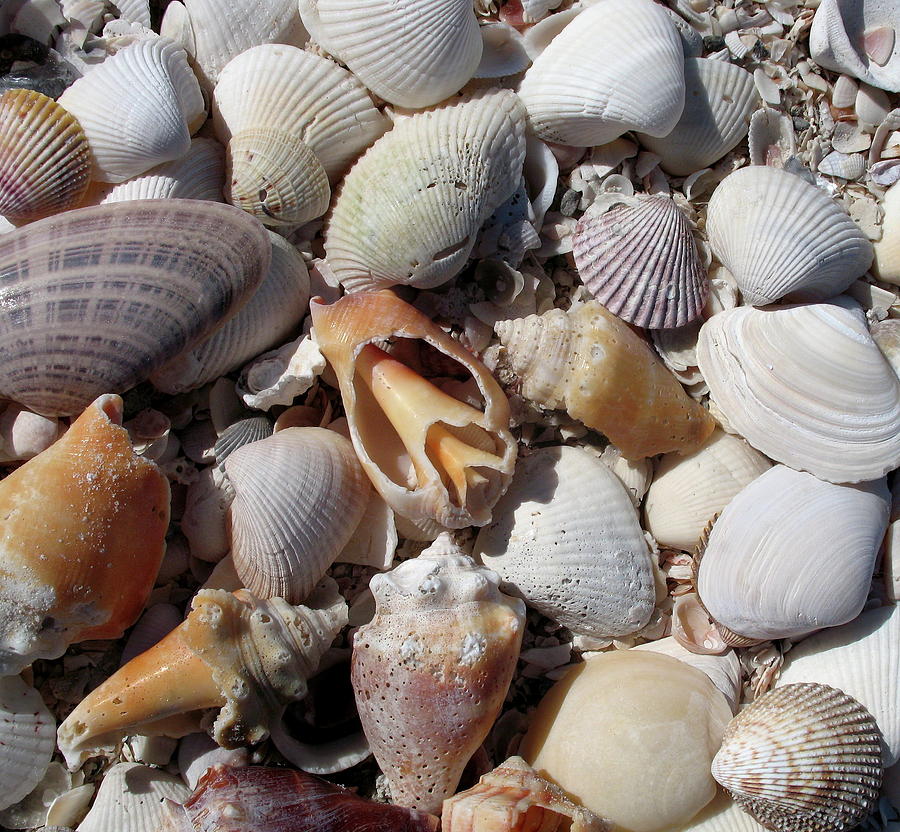 Seashell Still LIfe Photograph by Christiane Schulze Art And ...