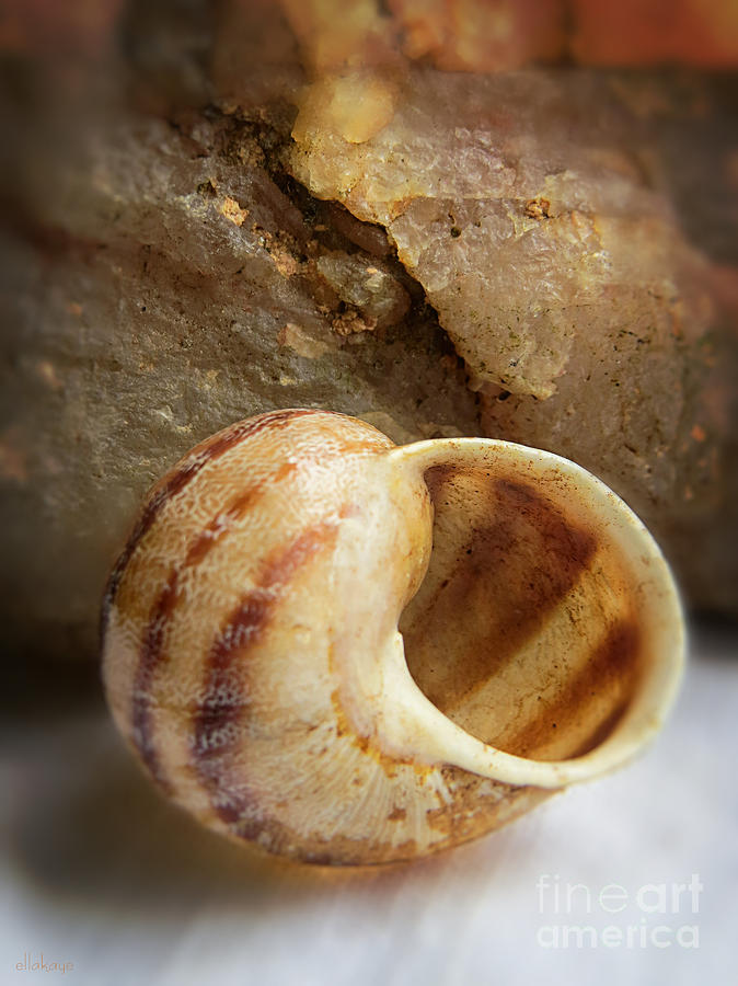 Seashell Still Life - Vacancy Photograph by Ella Kaye Dickey