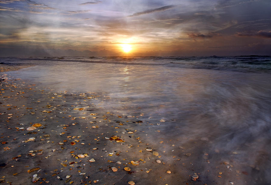 Shell Photograph - Seashell Sunrise by Betsy Knapp