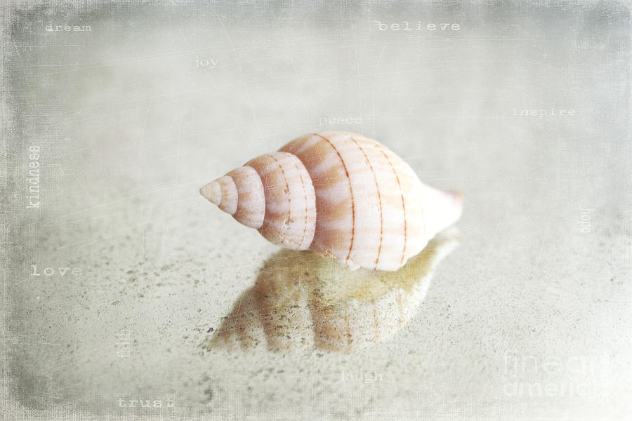 Seashell Photograph by Sylvia Cook
