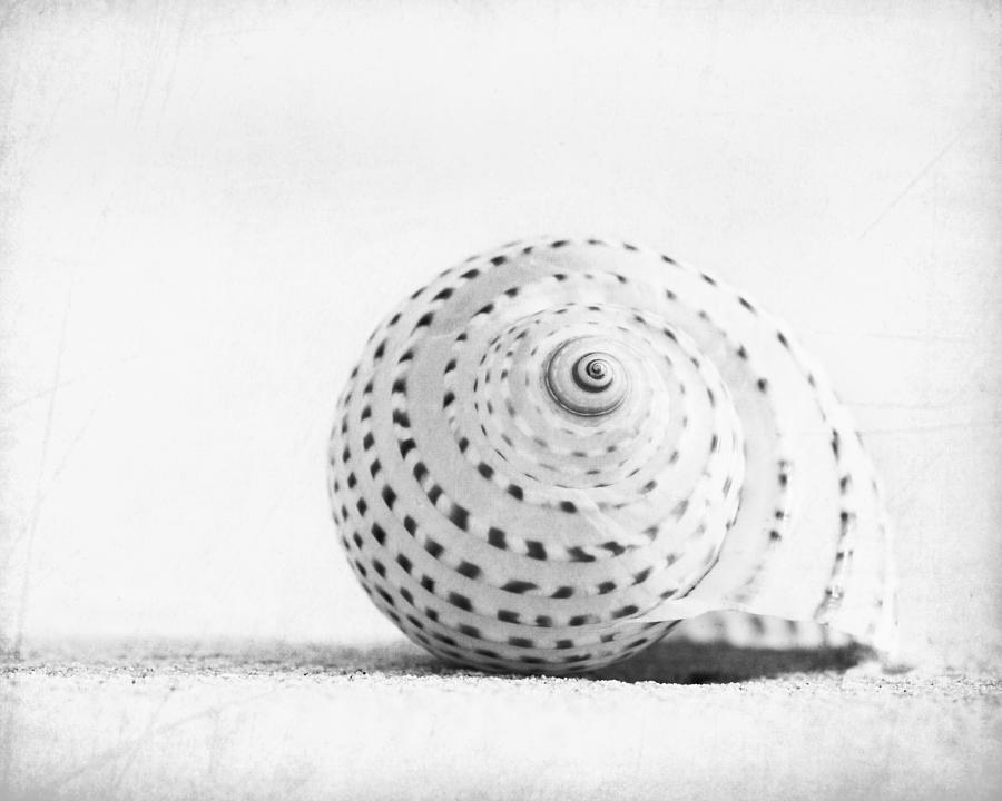 Black And White Photograph - Seashell Voices - Beach Photography by Carolyn Cochrane