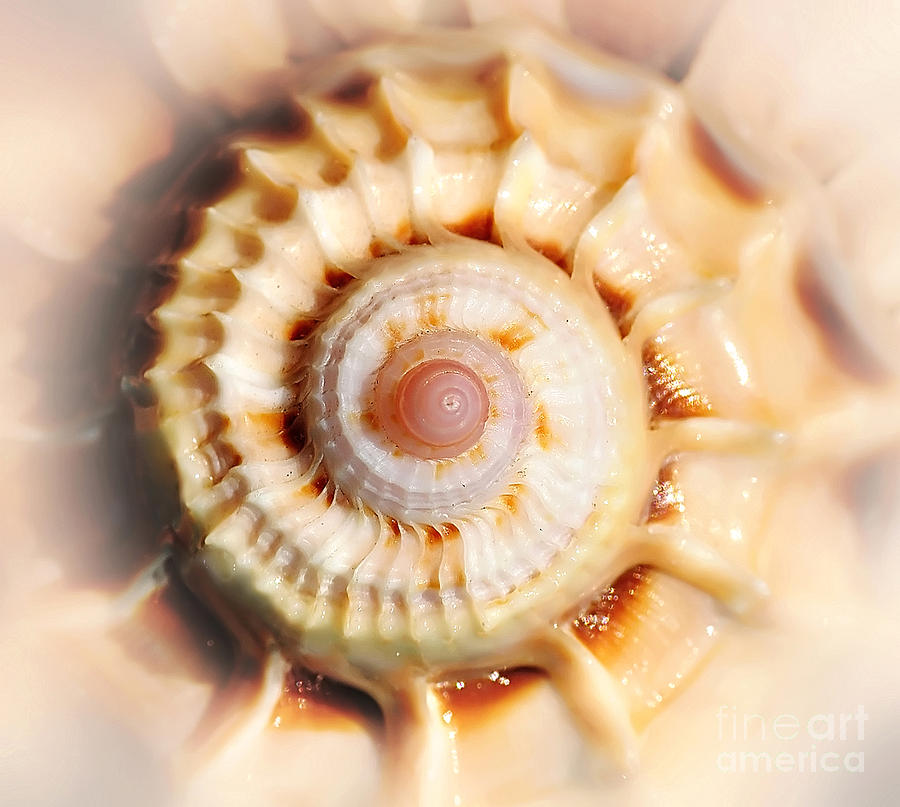 Seashell Wall Art 11 - Spiral of Harpa Ventricosa Photograph by Kaye Menner