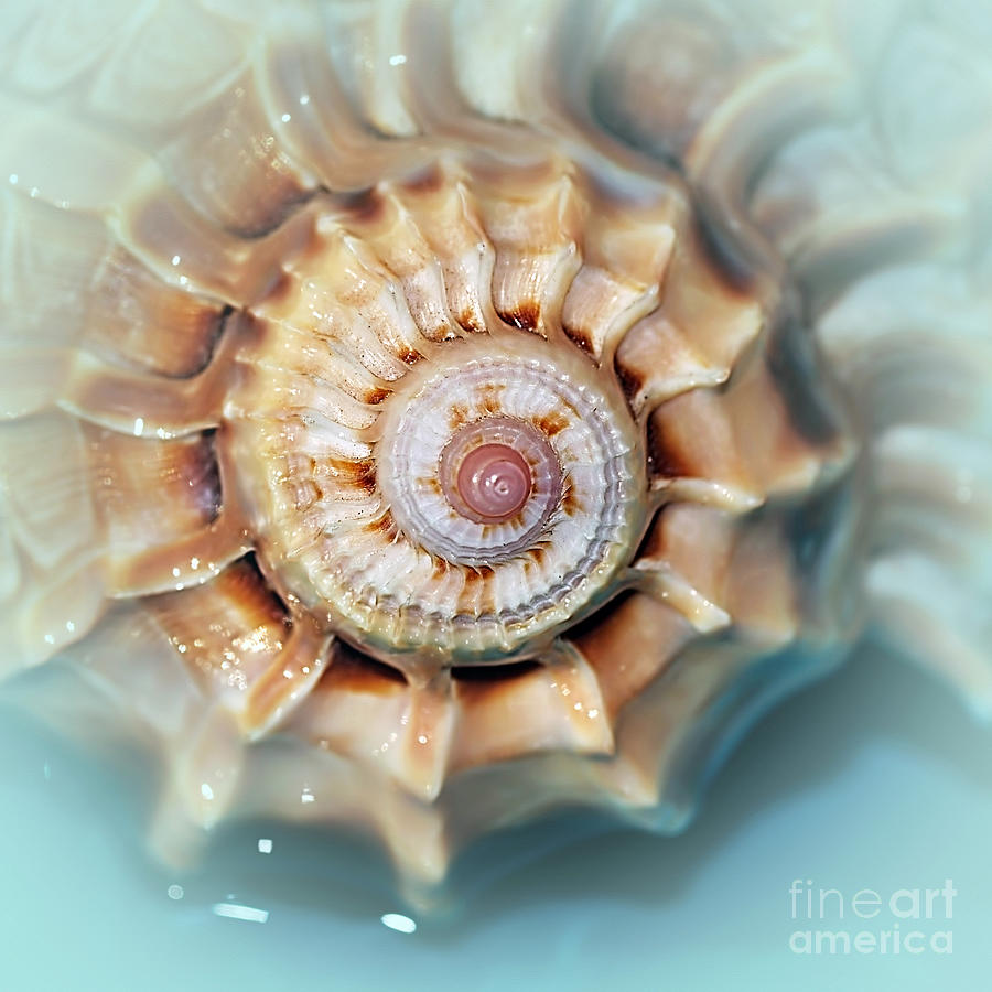 Seashell Wall Art 13 - Spiral of Harpa Ventricosa Photograph by Kaye Menner