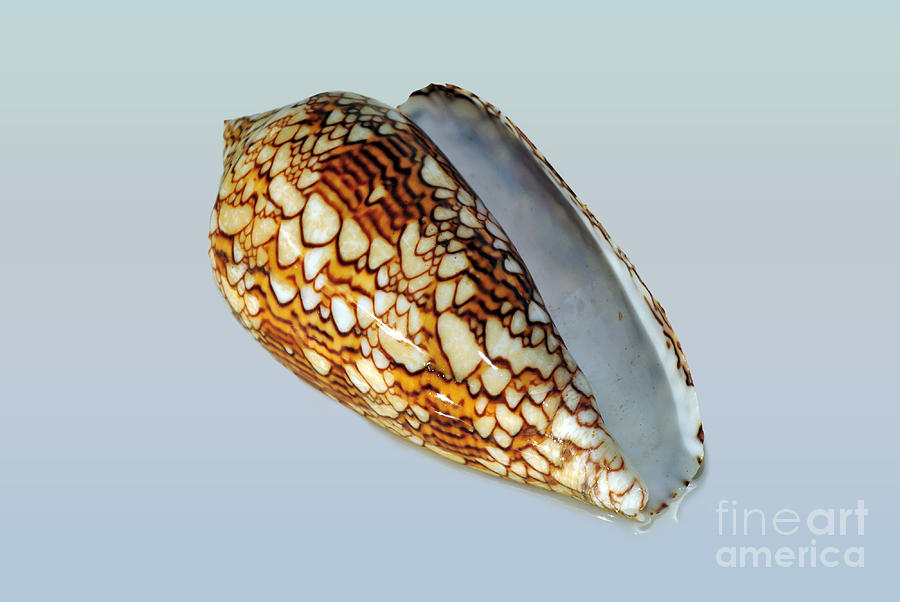 Still Life Photograph - Seashell Wall Art 5  - Cone Snail by Kaye Menner