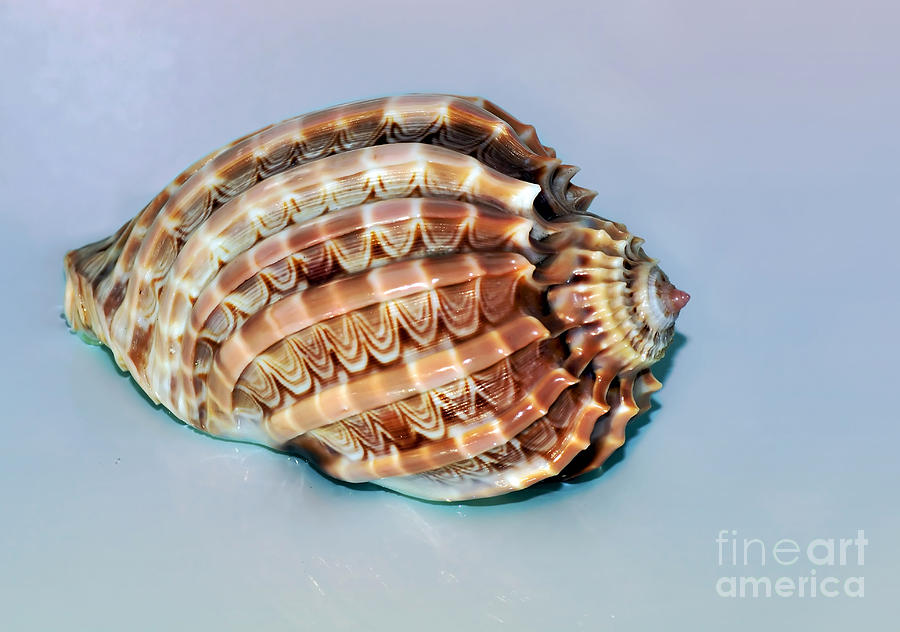 Still Life Photograph - Seashell Wall Art 9 - Harpa Ventricosa by Kaye Menner