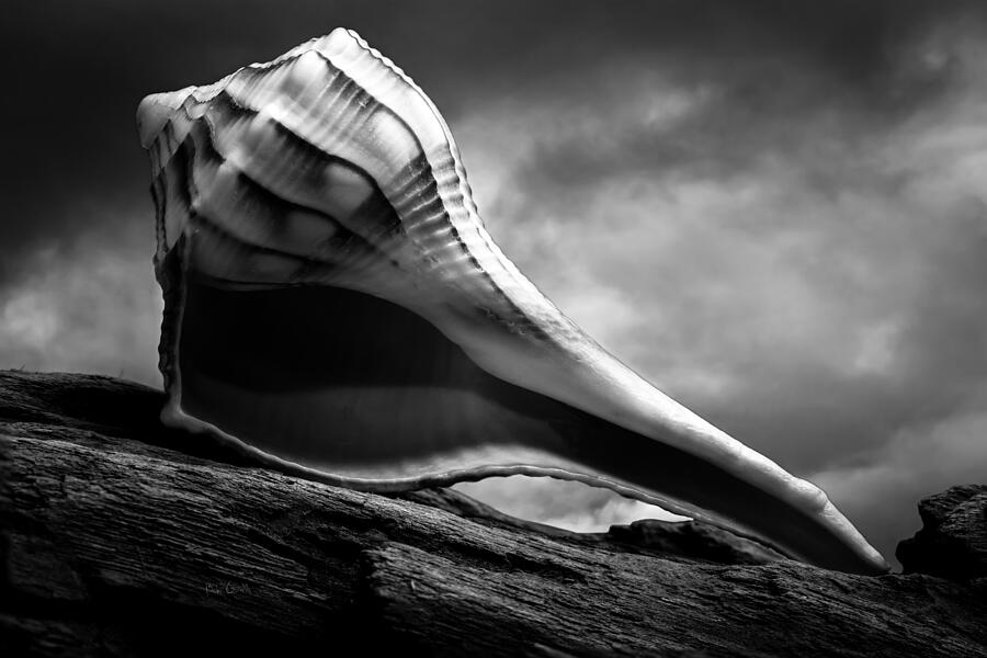 Shell Photograph - Seashell Without The Sea 3 by Bob Orsillo