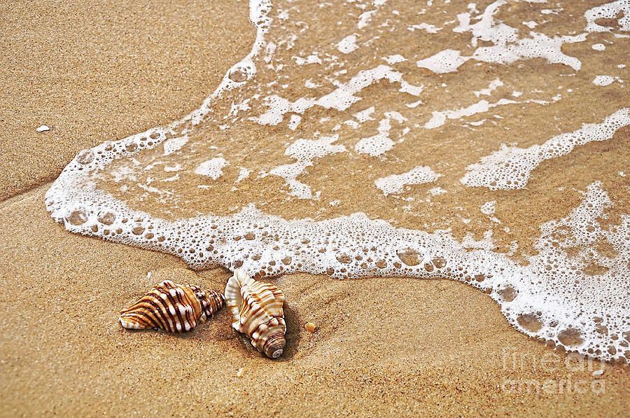 Shell Photograph - Seashells and Lace by Kaye Menner