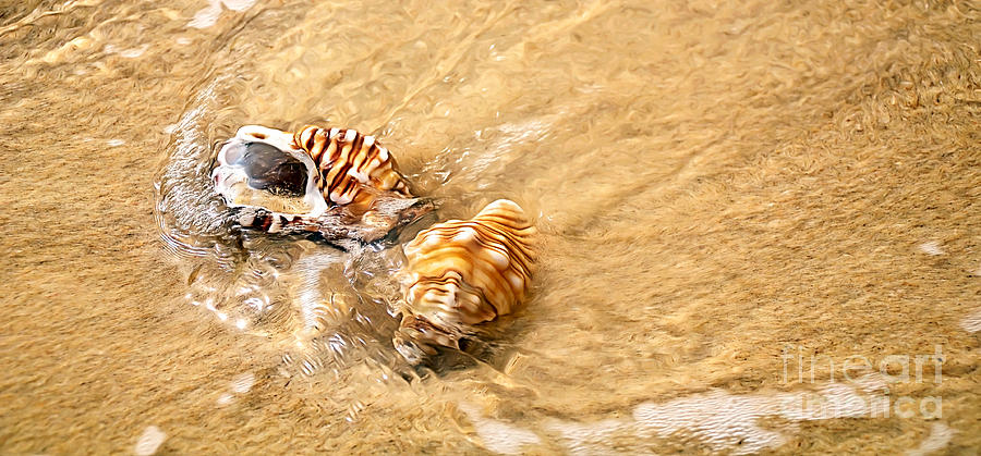 Shell Photograph - Seashells and Ripples by Kaye Menner
