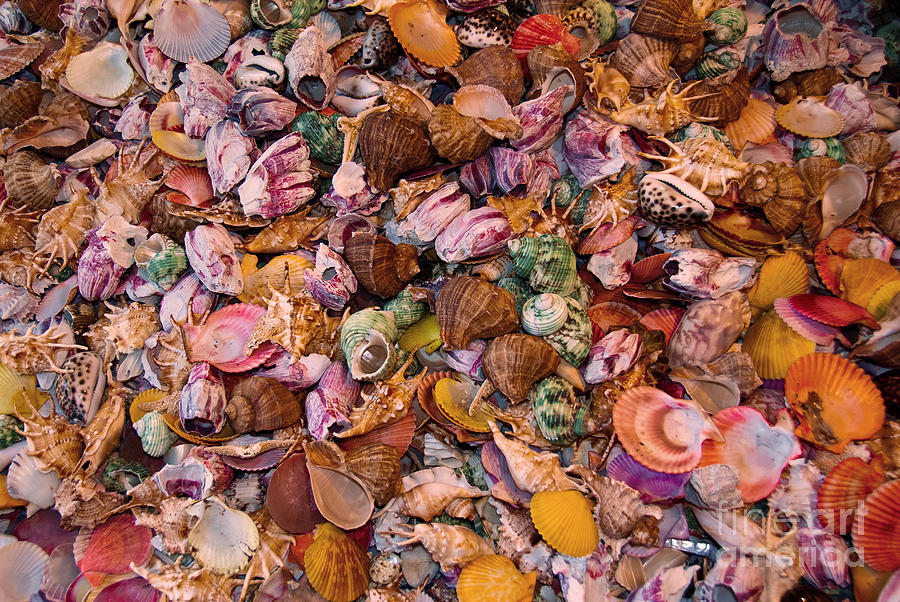 Seashells Photograph by Anthony Sacco