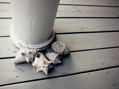Austin Photograph - Seashells by Ashley Davis