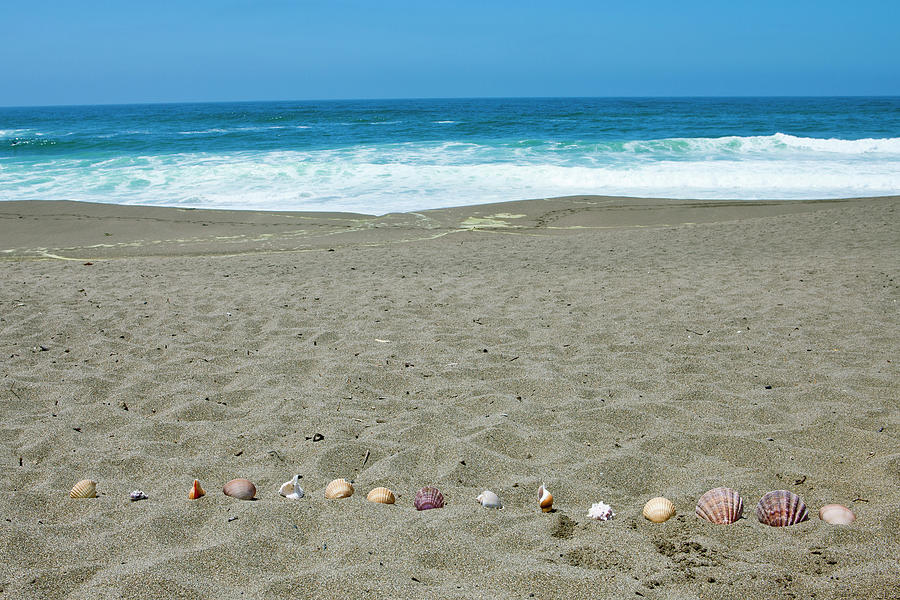 Seashells At A Beach Photograph by Geri Lavrov