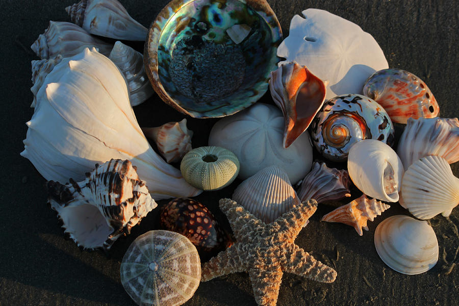 Seashells at Sunset I Photograph by Suzanne Gaff