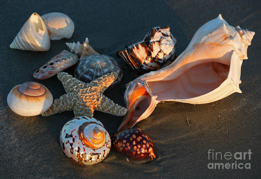 Seashells at Sunset Photograph by Suzanne Gaff