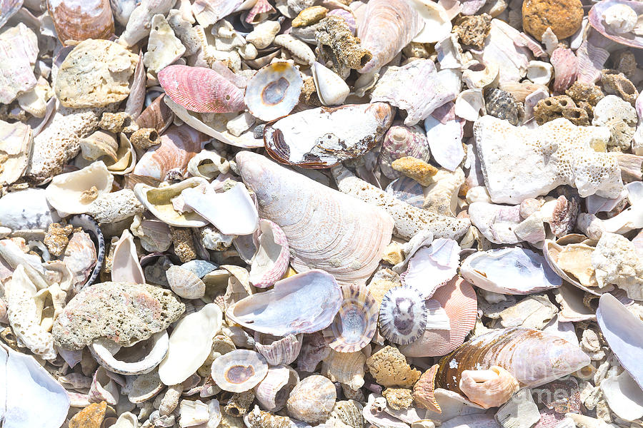 Seashells Background Photograph