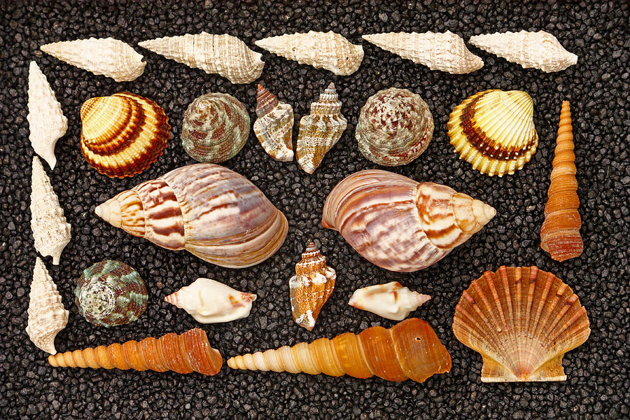 Nature Photograph - Seashells by Borislav Marinic