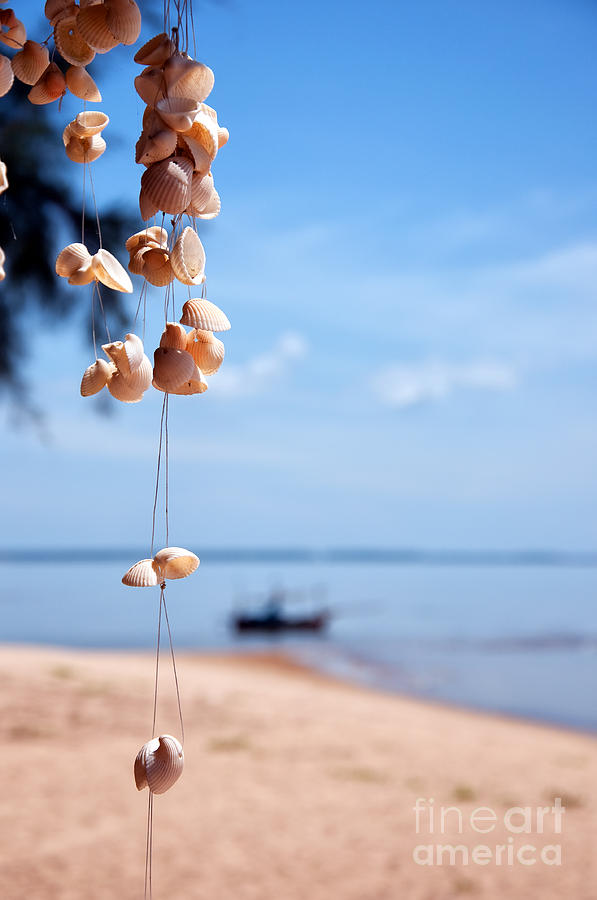Seashells By Beach Photograph by Antony McAulay