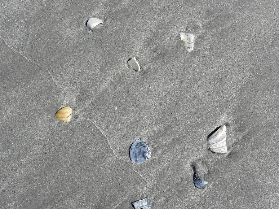Seashells By The Shoreline Photograph by Kim Galluzzo