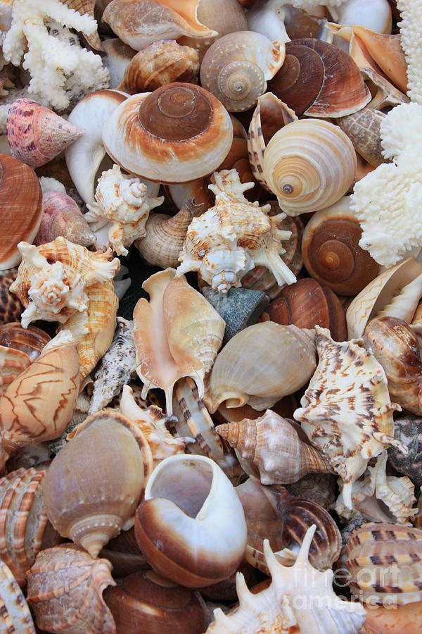Seashells - Vertical Photograph by Carol Groenen