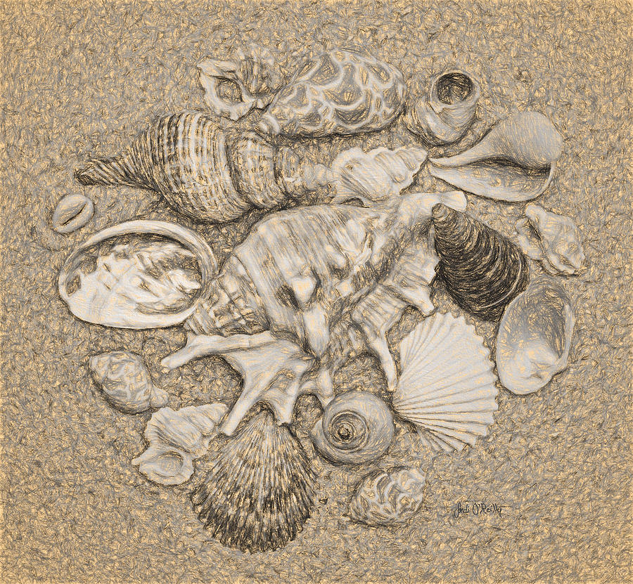 Seashells Collection Drawing Digital Art by Sandi OReilly