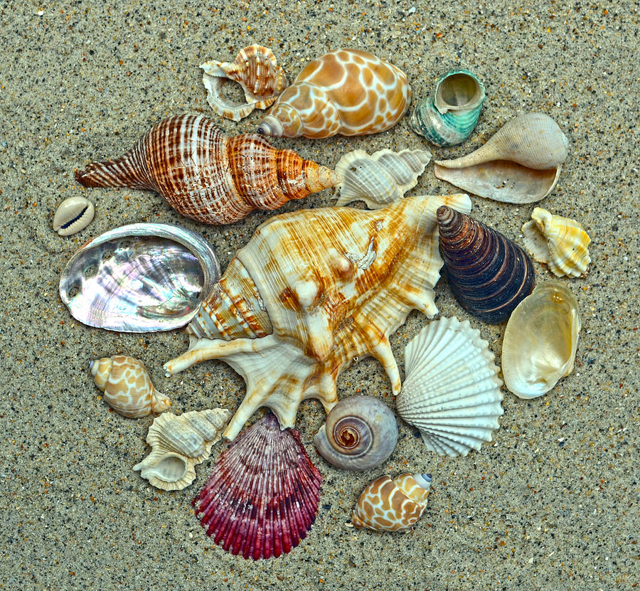 Seashells Collection Photograph by Sandi OReilly