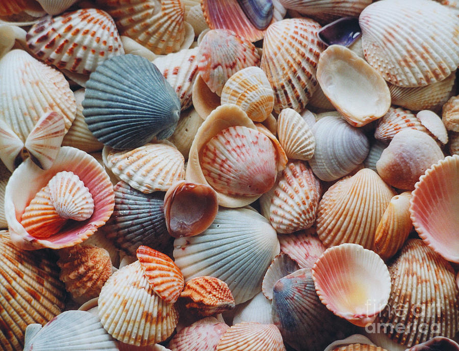 Seashells Photograph by David N. Davis