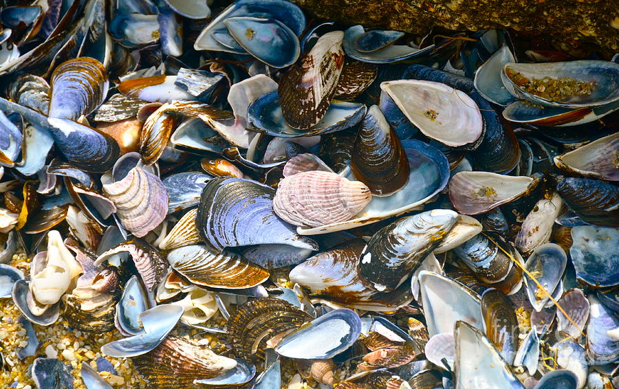 Seashells Photograph by Dorota Nowak
