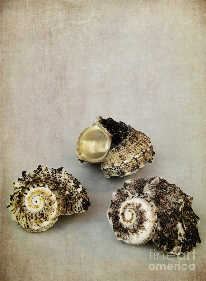 Seashells Photograph by Elena Nosyreva
