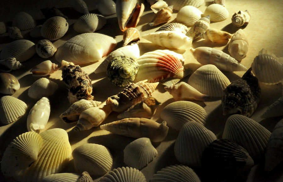 Seashells From the Artificial or Natural Lighting Series Photograph by Verana Stark