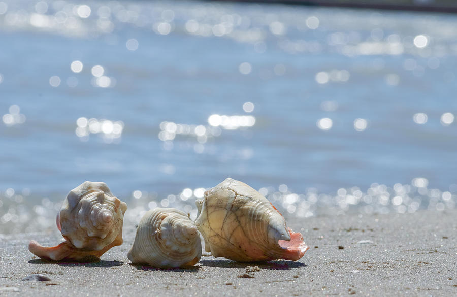 Shell Photograph - Seashells by Garvin Hunter