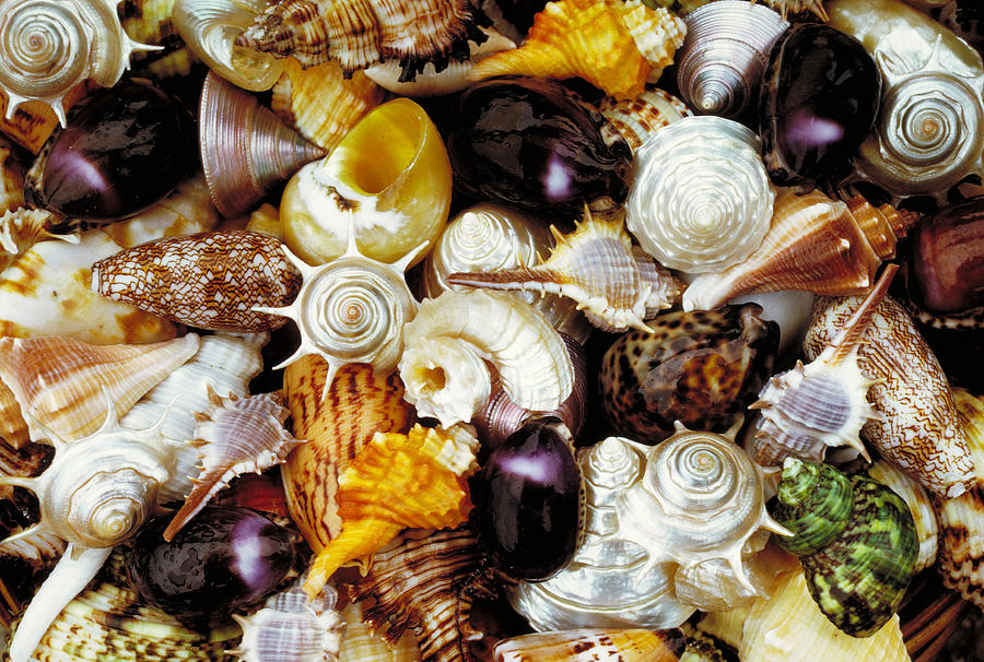 Seashells Photograph by George Holton