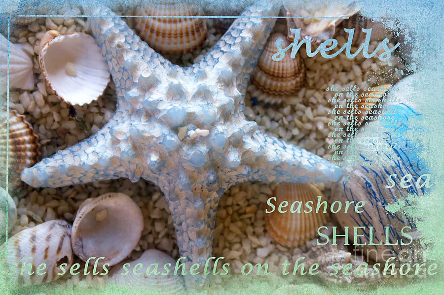 Seashells Photograph by Gillian Singleton