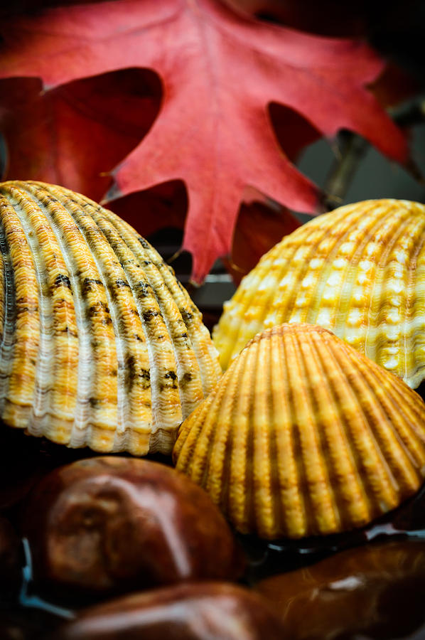 Shell Photograph - Seashells II by Marco Oliveira