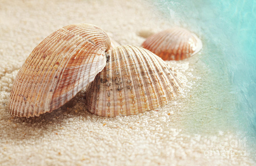 Seashells in the wet sand Photograph by Sandra Cunningham