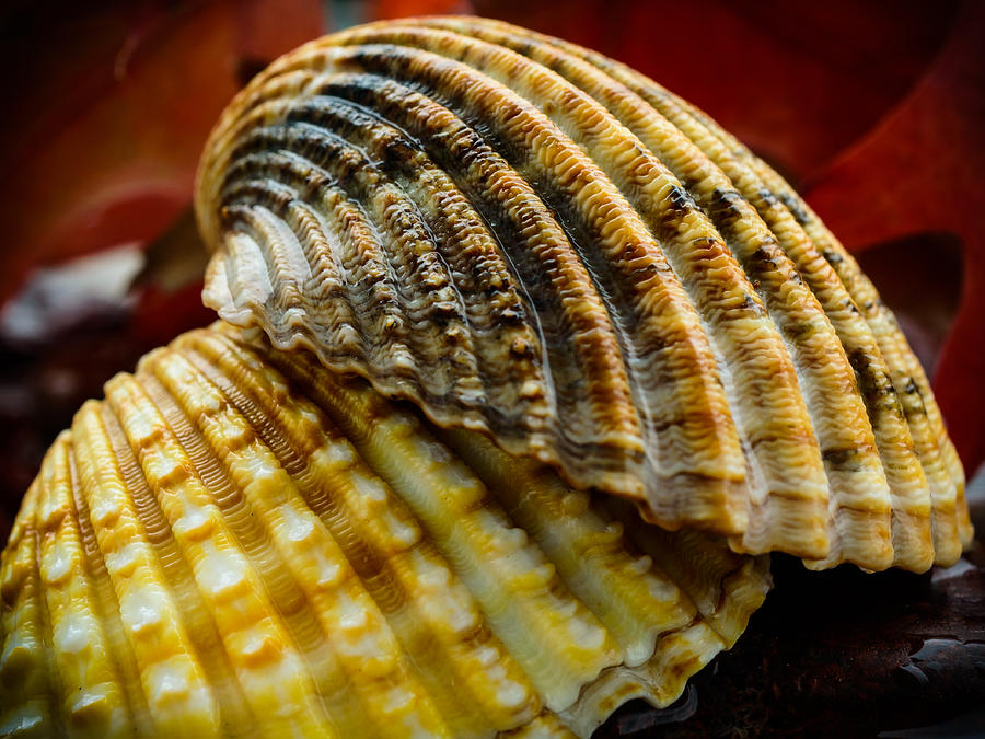 Seashells Photograph by Marco Oliveira